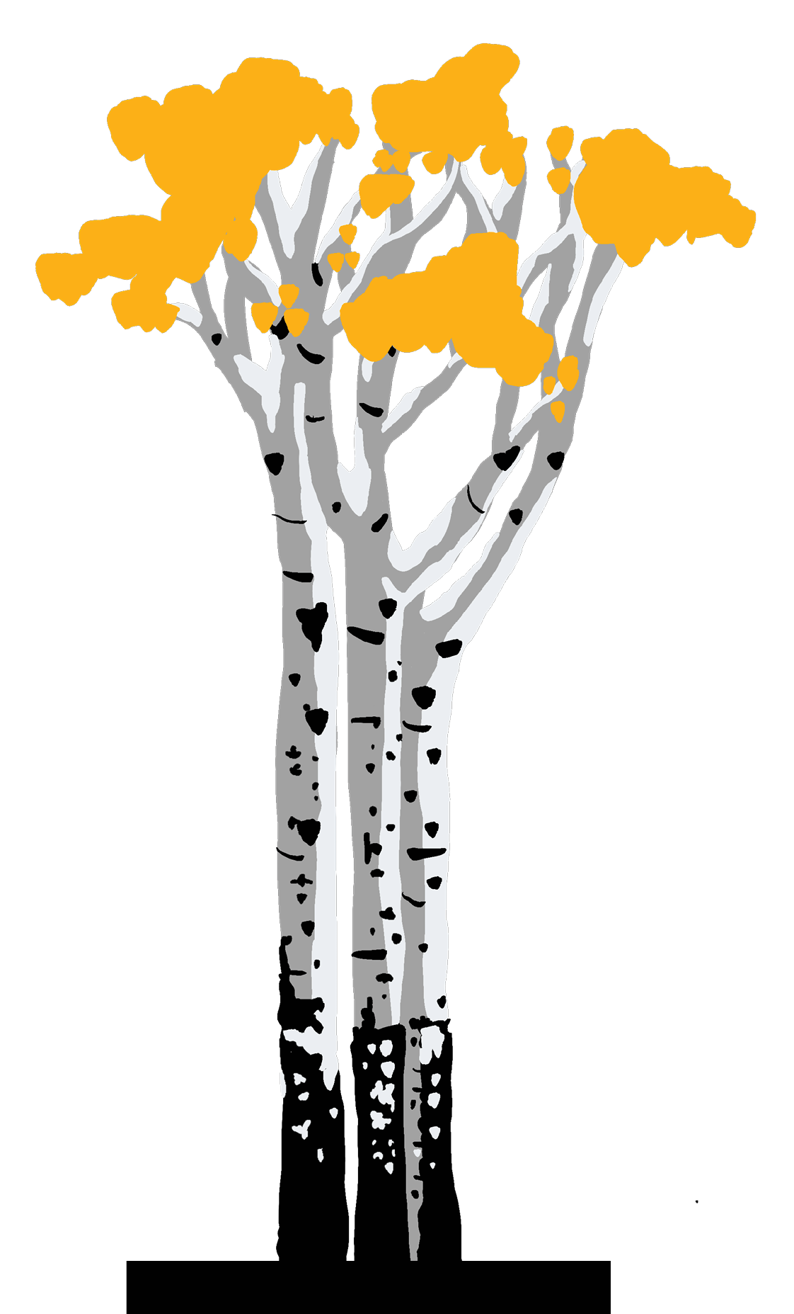 Aspen Tree - Fall