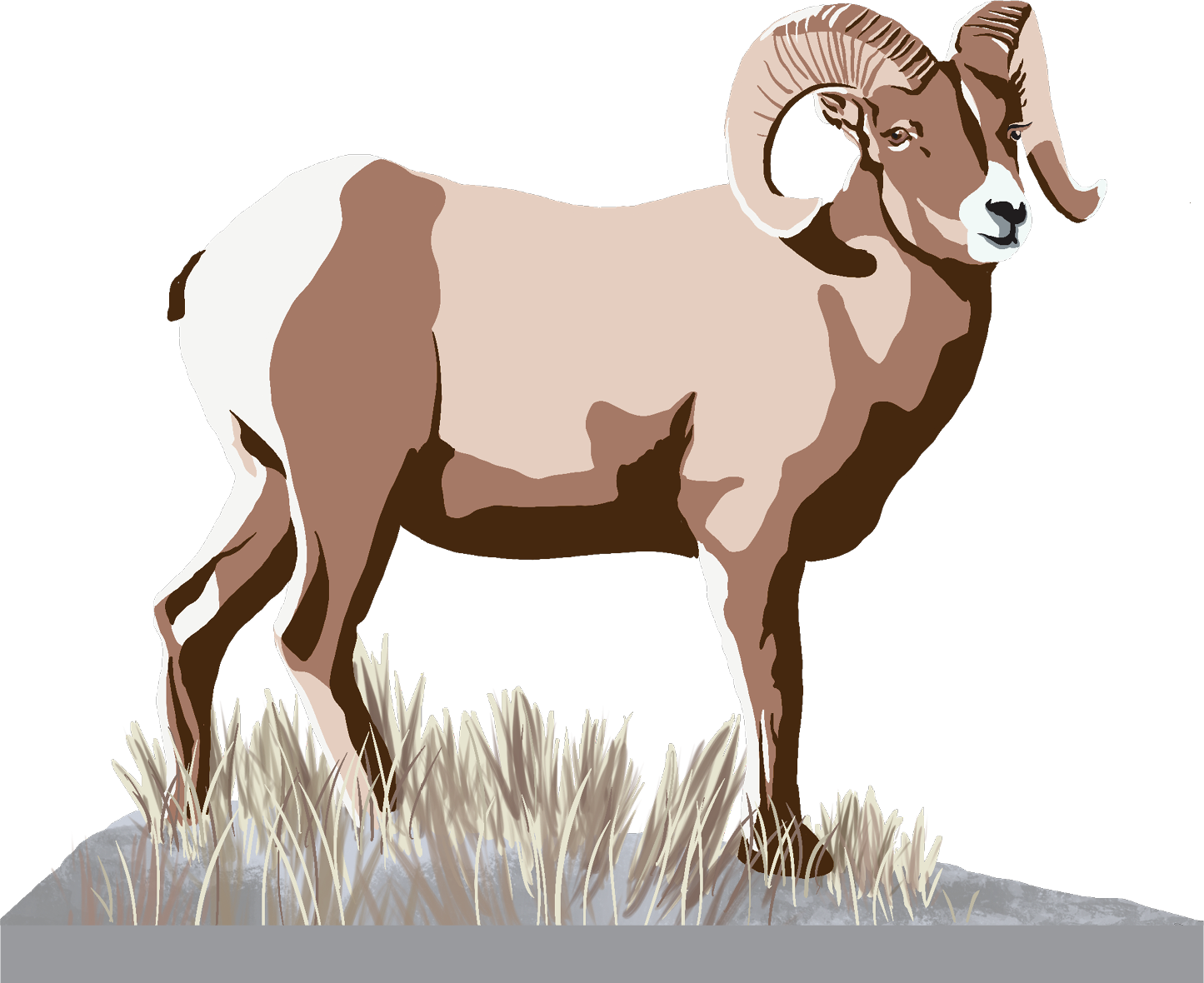 Big Horn Sheep