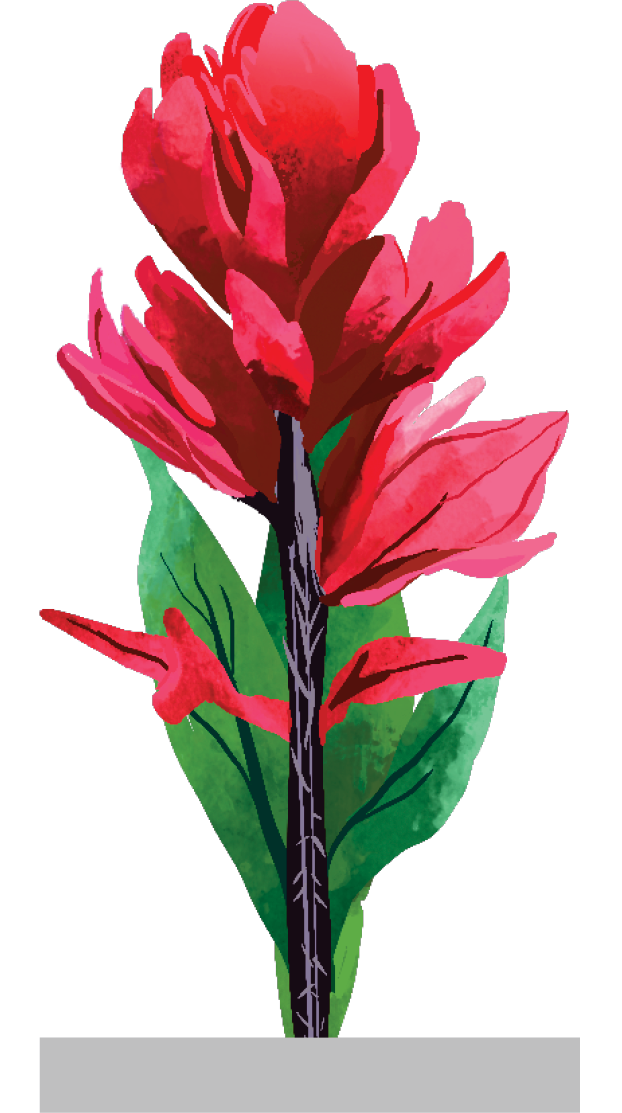 Indian Paintbrush Flower