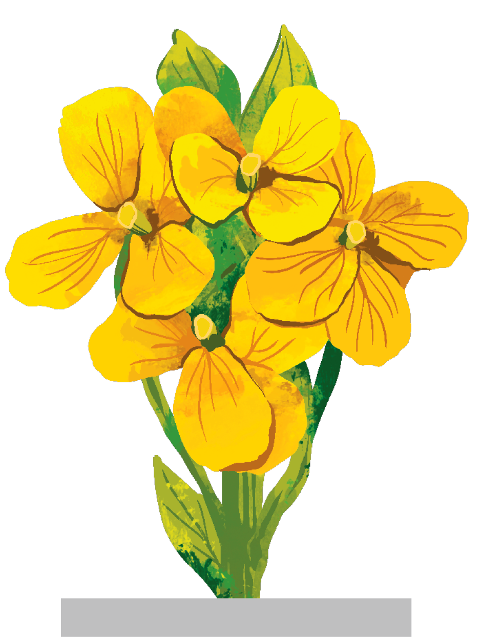 Western Wallflower