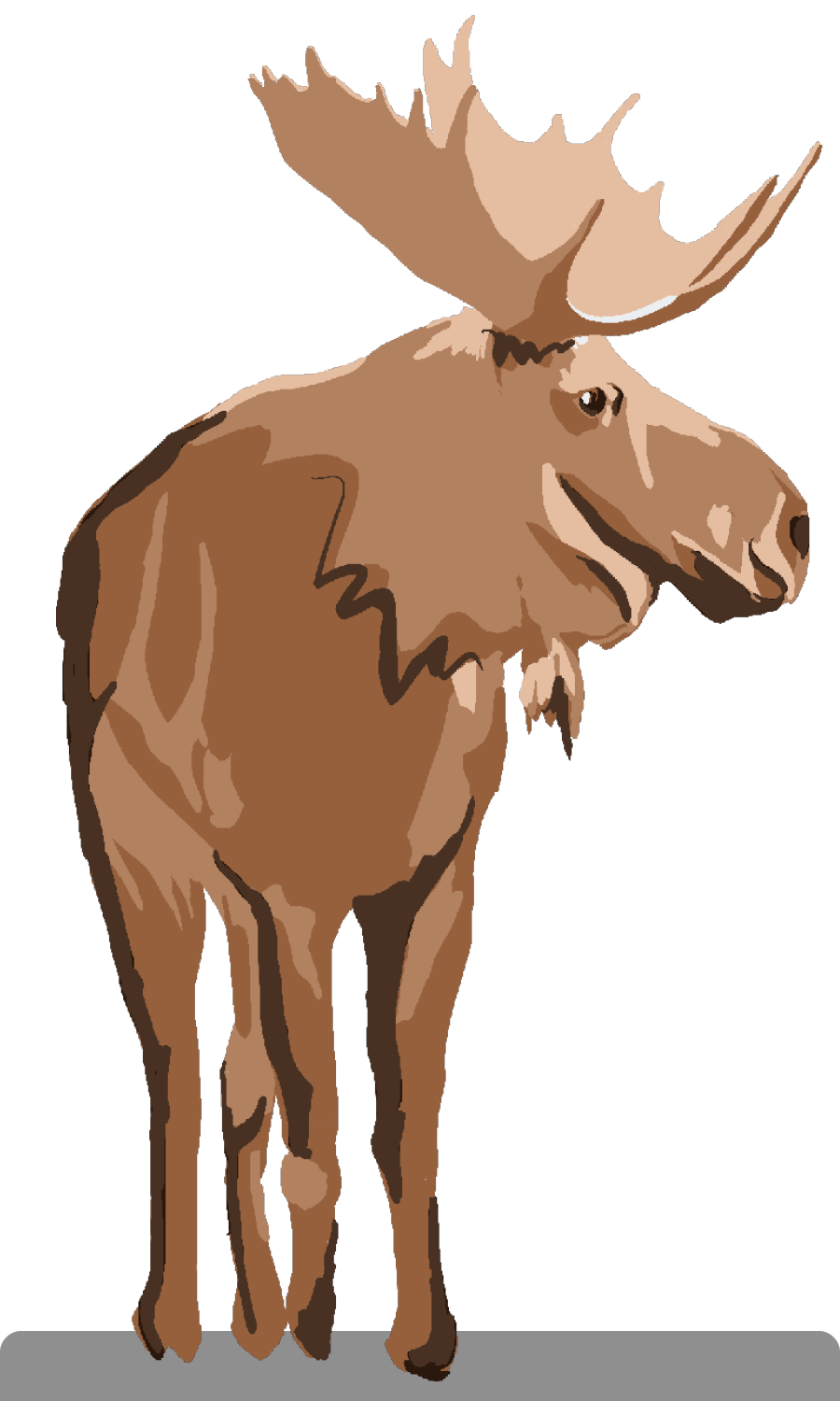 Moose ( medium )