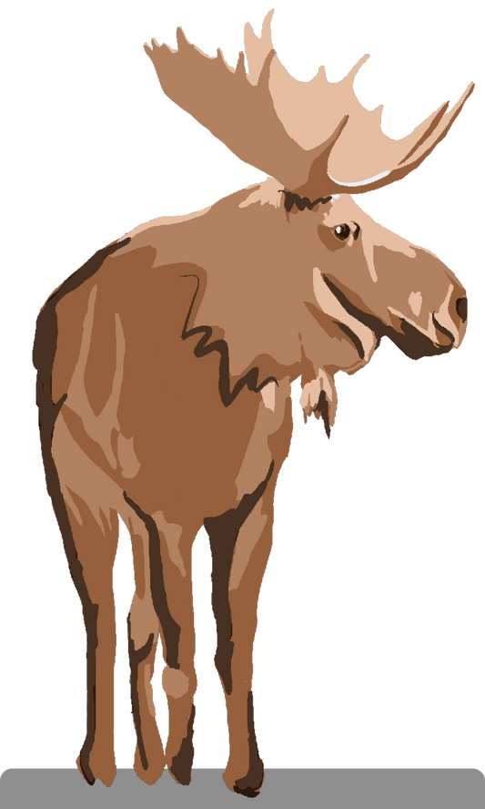 Moose ( medium )
