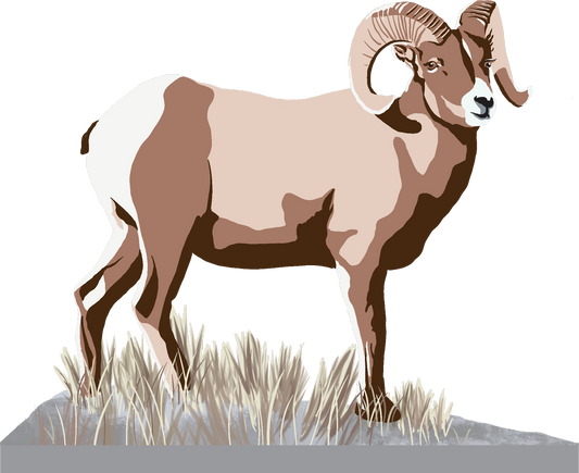 Big Horn Sheep