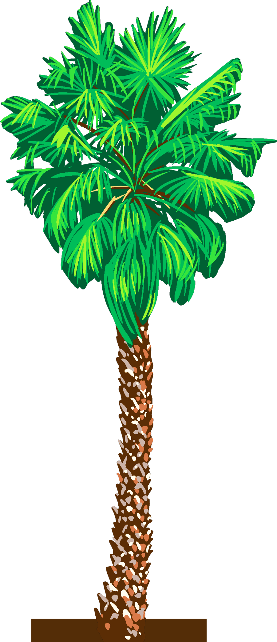 Palm Tree