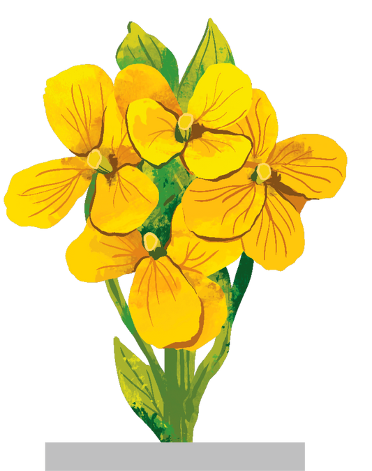 Western Wallflower